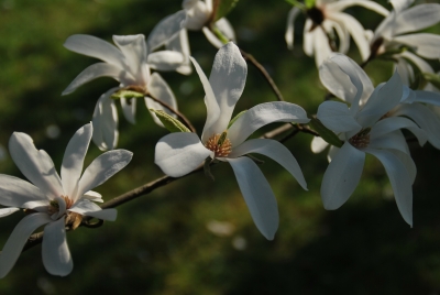 Weiße Blüten