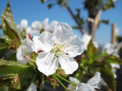 Kirschblüte