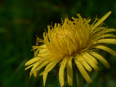 Löwenzahnblüte