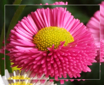 Gänseblümchen ‘Rob Roy’ Gänseblümchen ‘Rob Roy’