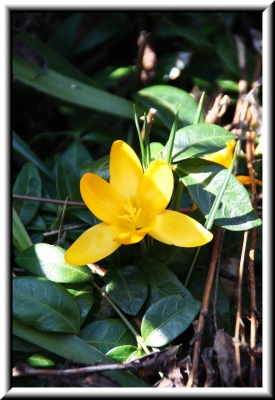 Nachbars Blumen