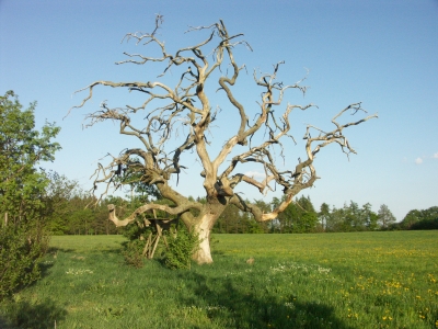 Bizarrer toter Baum mit Hochsitz