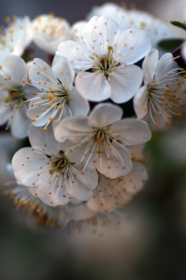 Kirschblüten