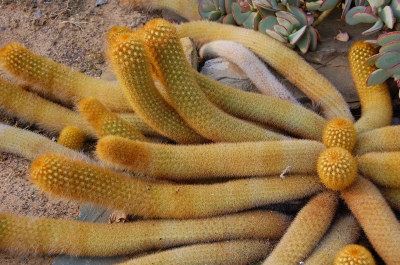 Kraken Kaktus