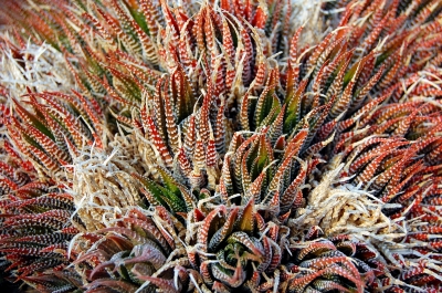 Korallen Kaktus