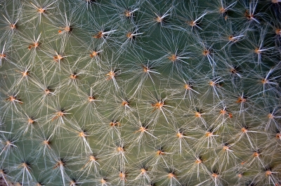 Textur Kaktusoberfläche