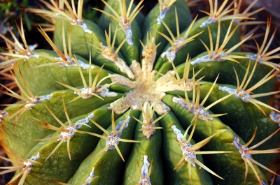 Kopfansichten eines Kaktusses