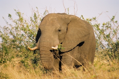 Elefant dicht vor einem