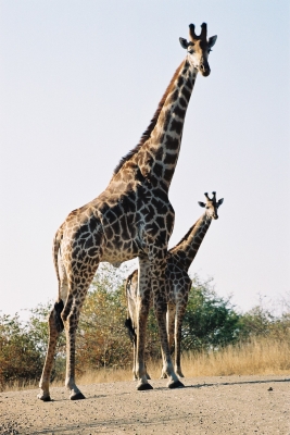 zwei gleich große Giraffen