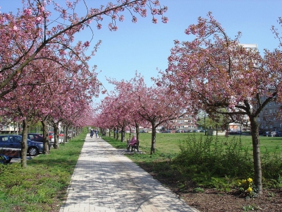 Frühling in Hansa-Nord