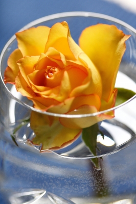 Rose im Wasserglas