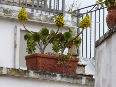 Blumenkästen in Apulien 3