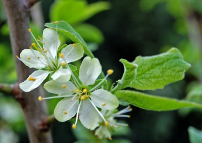 Erste Blüten am jungen Pflaumenbaum