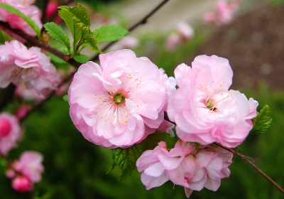 Rosa Mandelblüten steck' ich Dir ins Haar