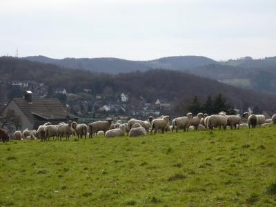 Schafe im Sauerland