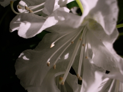 Rhododendronblüte in "Weiß