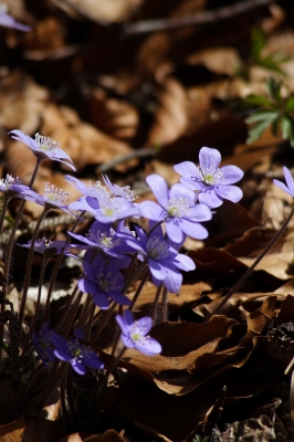 Leberblümchen (Hepatica nobilis)