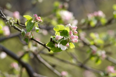 Apfelbaumblüte