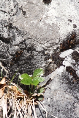 Erdbeeren im Fels