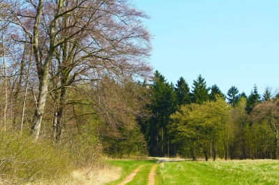 Feldwege am Wald 1