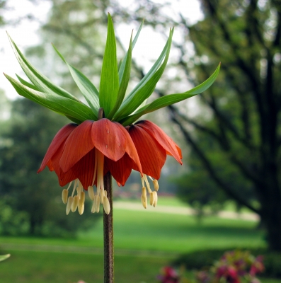 Die Kaiserkrone (Fritillaria imperialis)