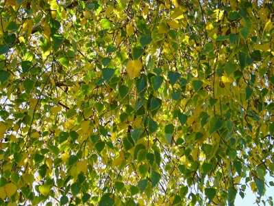Birke im Herbst