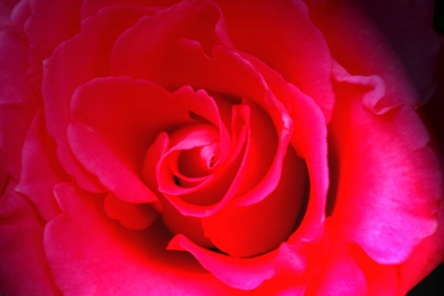 Eine Rose ist eine Rose ist eine Rose........