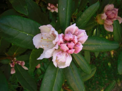 Rhododendron / 2