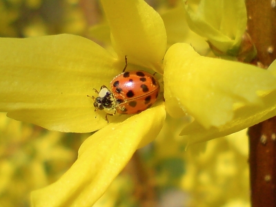 Mariankäfer auf Forsythie