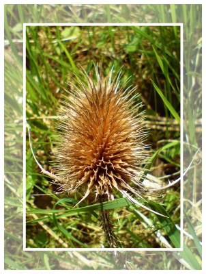 Distel