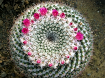 Der Blütenkreis des Mammillaria mendeliana