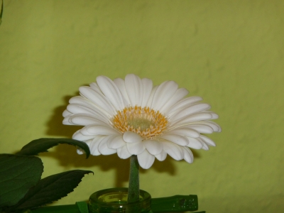 Gerbera