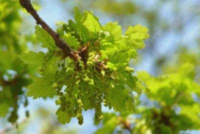 Blüte der Eiche