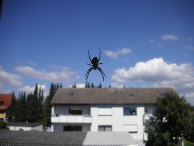 Spinne am Fenster