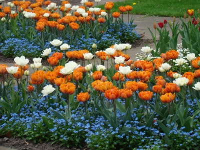 Tulpen in orange