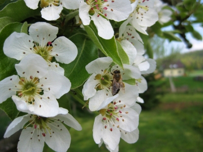 Birnenblüte mit Biene