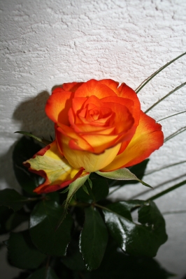 rose_0315.jpg