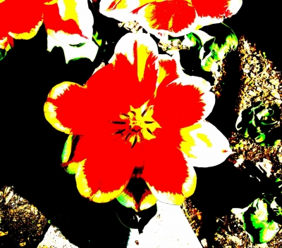 Osterblume in Popart