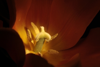 Tulpe lightpianting