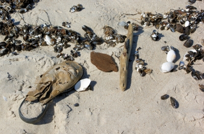 Strandgut am Weststrand