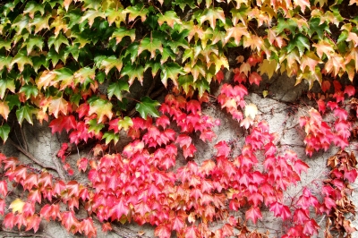 Rote und grüne Blätter an Mauer