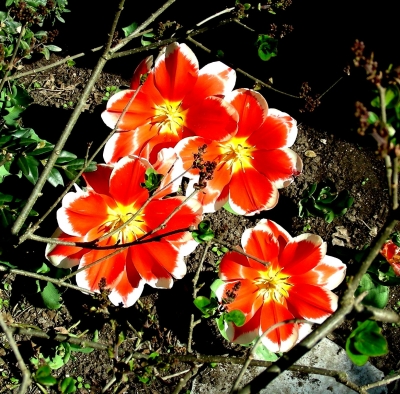 vier wunderschöne Tulpenblüten