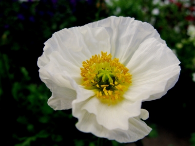 Weisser Mohn