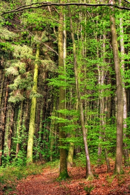 Waldweg mit Lichtung