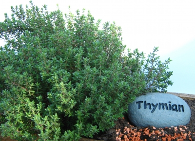 Thymian