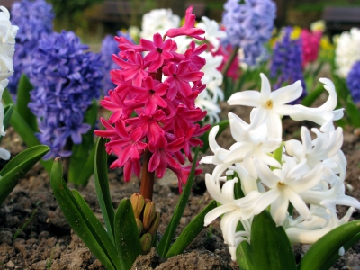 Im Hyazinthenbeet (Hyacinthus orientalis)