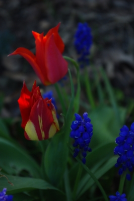 Rot und Blau