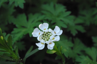 Weiße Blüte