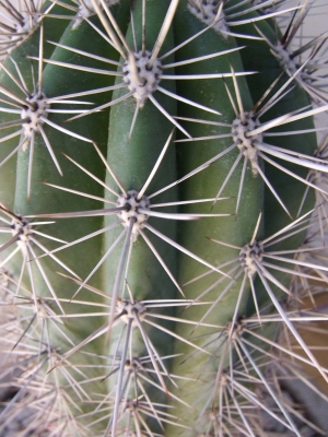 Kaktus im Detail