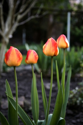 Tulpen in der Reihe